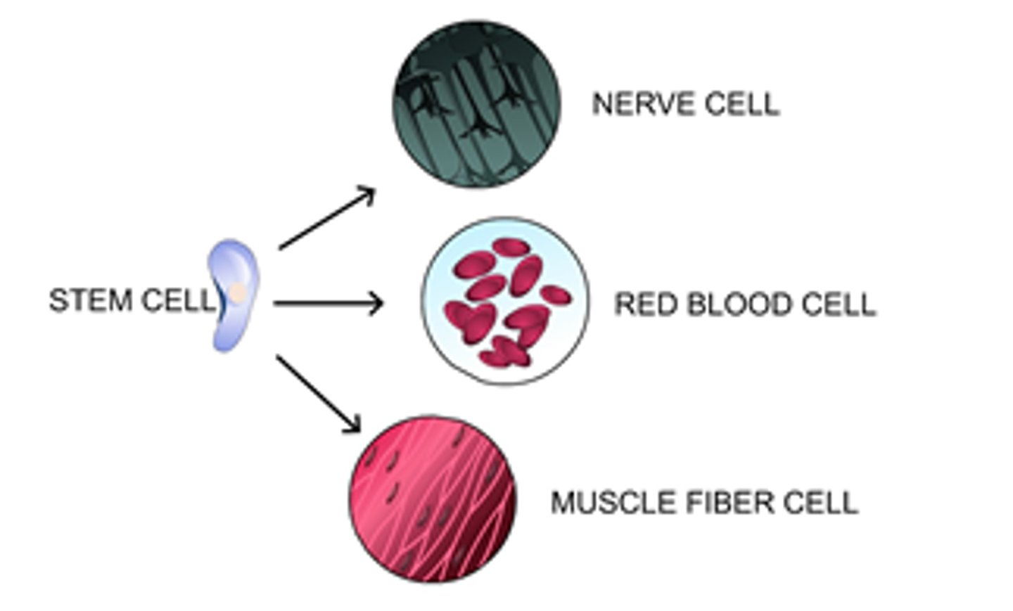 <p>A process in which cells become specialized in structure and function</p><p>- creates specialized cells due to different genes in the DNA being turned "on" and "off"</p>