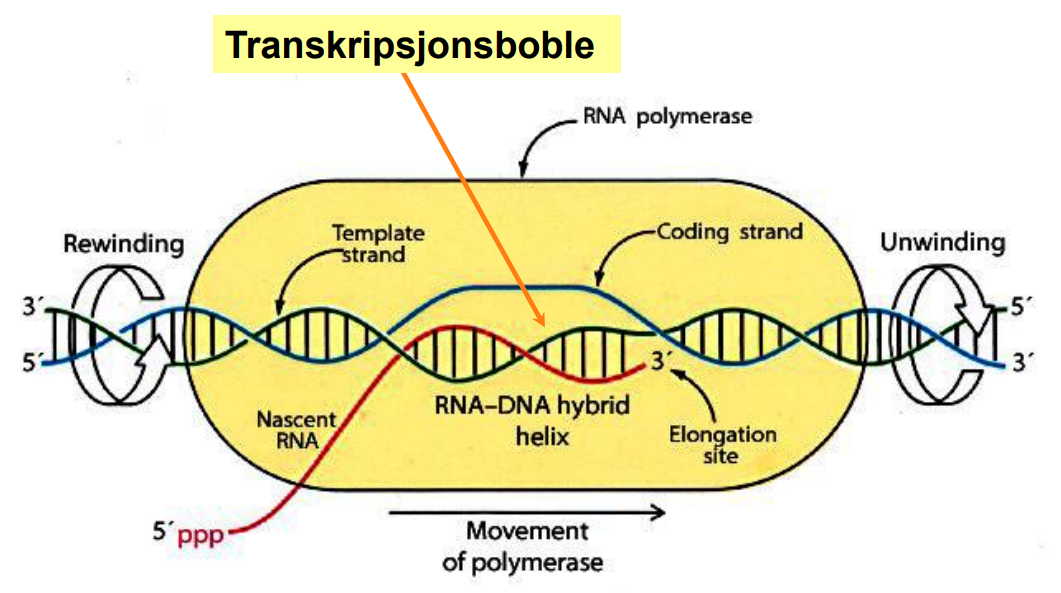 <p>Prosessen der genetisk informasjon overføres fra DNA til RNA.</p>