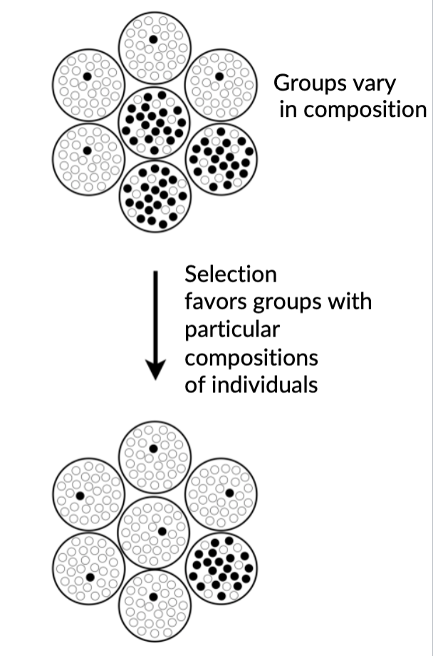 group selection