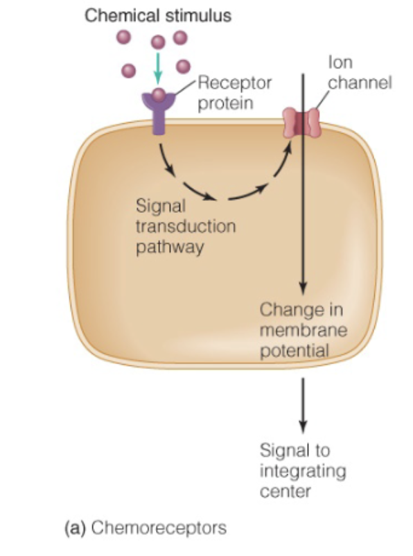 <ul><li><p>Receives chemical stimulus</p><ul><li><p>Taste, smell</p></li></ul></li><li><p>Chemical attaches to receptor protein</p><ul><li><p>Often GPCR</p></li></ul></li><li><p>Opens ion channel</p></li><li><p>Creates generator potential</p></li><li><p>Sends message to integrating center</p></li><li><p>Response</p></li></ul><p></p>