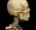<p>a bony angle formed by the junction of the posterior edge of the ramus of the mandible and the inferior surface of the body of the mandible; marks widest part of lower 1/3 of face.</p>