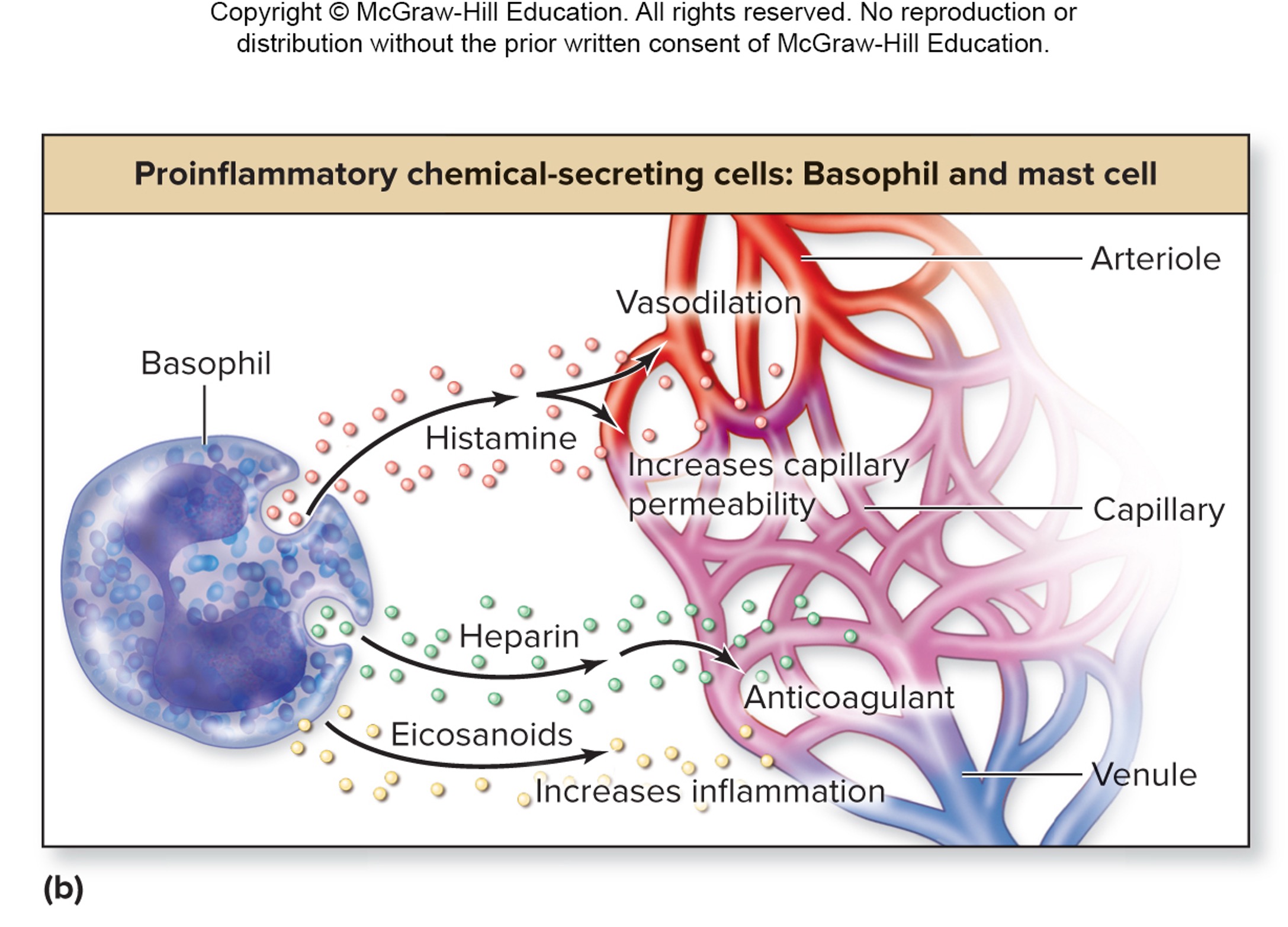 <ol><li><p>basophils and mast cells</p></li><li><p>increases inflammation</p></li></ol><p></p>