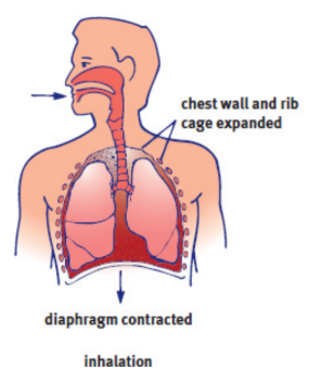 <p>active process; diaphragm flattens and the chest wall expands outward; volume increases and pressure decreases</p>