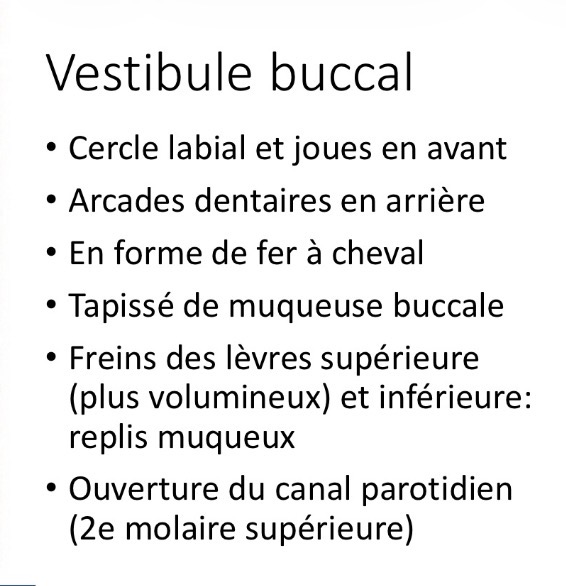 <p>• En avant : cercle labial + joues<br />
• En arrière : arcades dentaires<br />
• Forme : fer à cheval<br />
• Tissu : muqueuse buccale.</p>