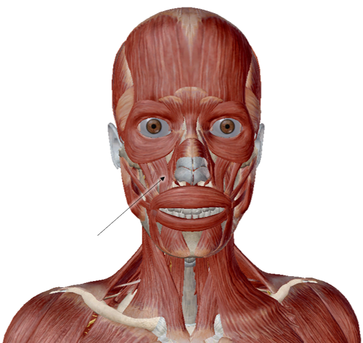 <p>name the muscle</p>