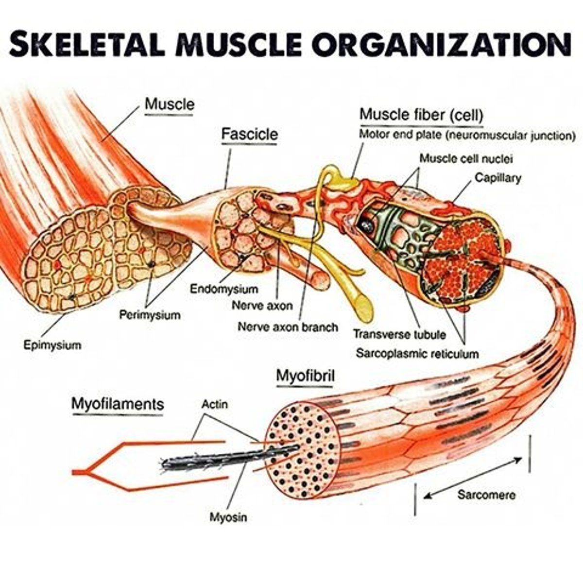 <p>the more sarcomeres you have in parallel the more force is produce</p><p>How to increase force:</p><p>1. how to get more parallel? more diameter? more fibrils? which produce more force</p><p>2. Increase firing rate of the neuron: stimulus, latency period, twitch, force generation, force relaxation (twitches can add together, bc Ca is still there - summation)</p><p>3. increase length: muscles have optimal length: if its too long or short, myosin head will not attach properly. there is an optimal length where myosin can bind to more than one</p>
