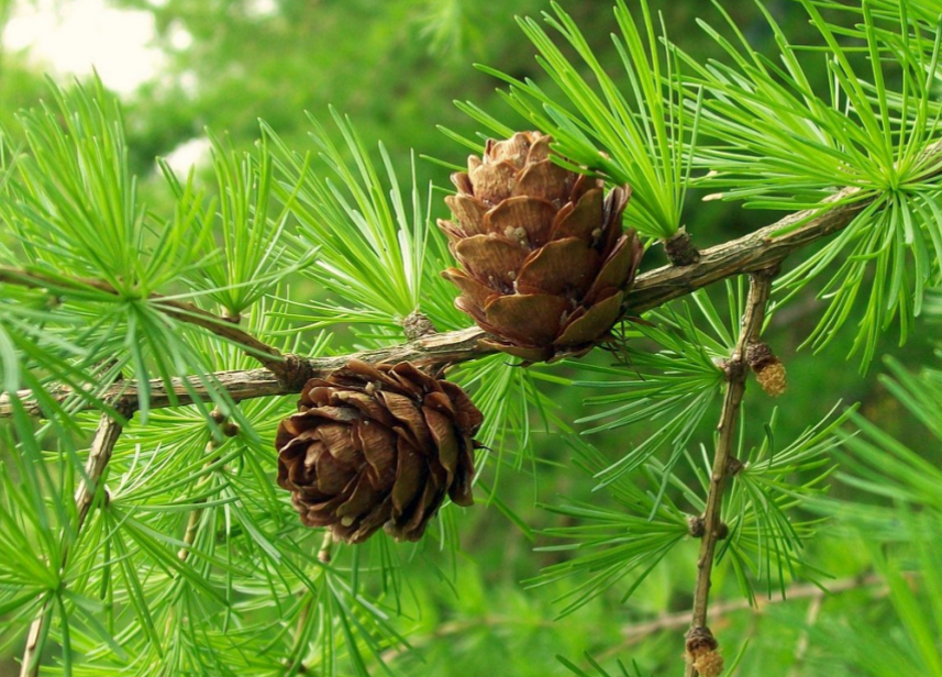 <p>Larix decidua</p>