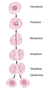 <p>Mitosis</p>