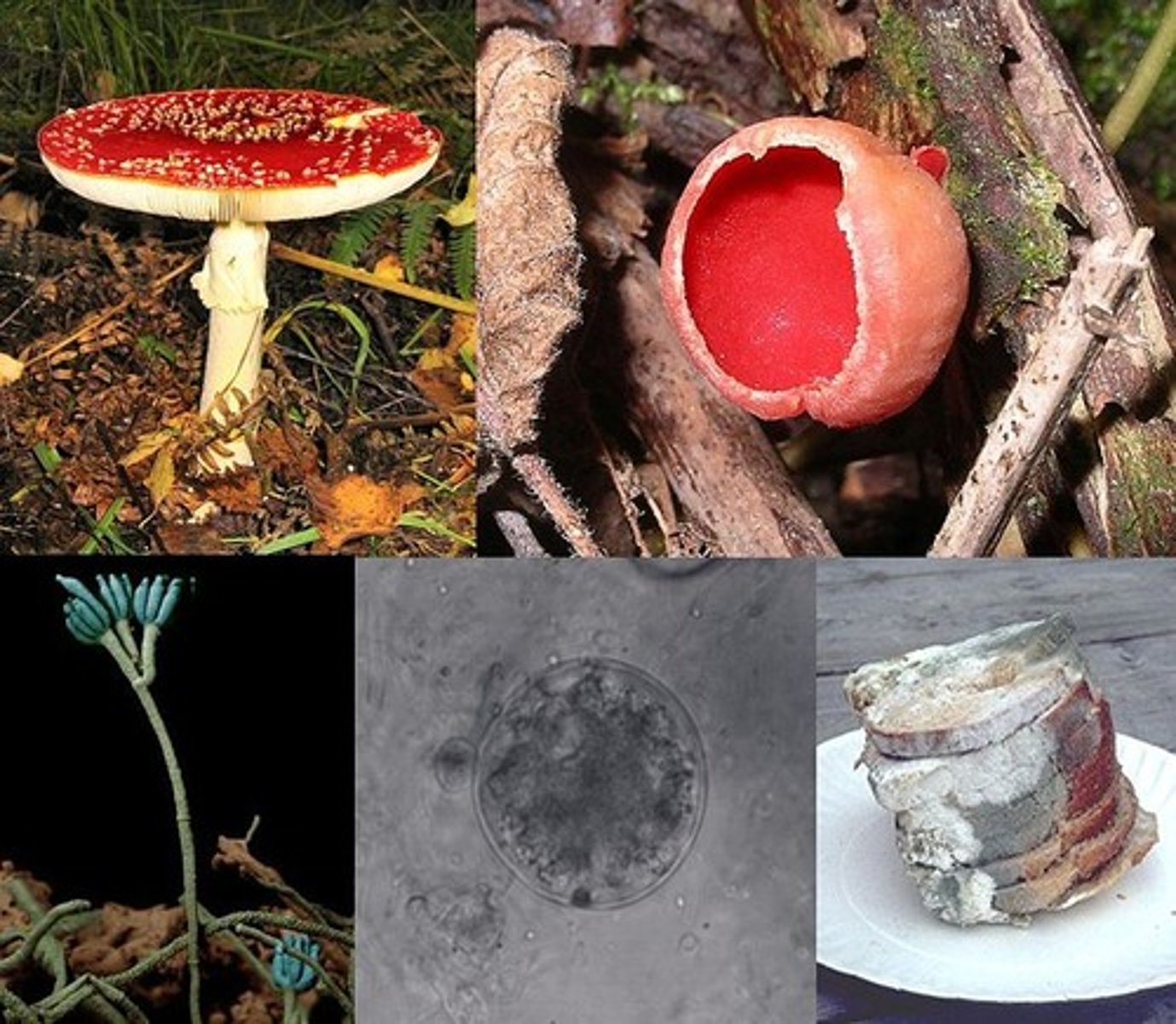 <p>A kingdom made up of eukaryotic organisms that cannot move, have cell walls made of chitin and get food by absorbing the nutrients</p>