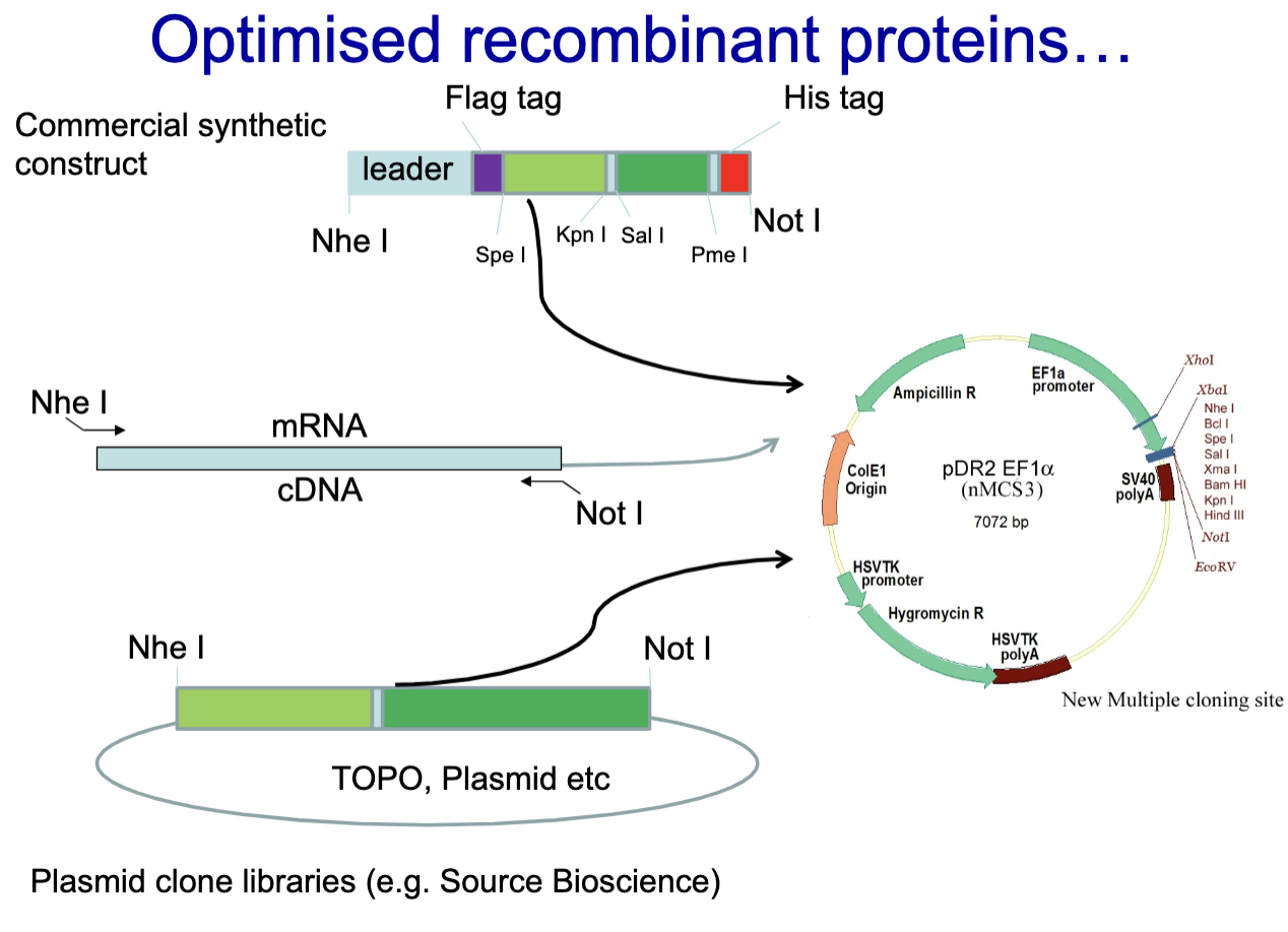 <ol><li><p>Commercial Synthetic Construct</p></li><li><p>mRNA is isolated and <strong>reverse transcribed</strong> into cDNA</p></li><li><p>Plasmid clone library</p></li></ol><p></p><ul><li><p>Inserted into plasmids using <strong>restriction enzymes</strong> (Nhe I and Not I).</p></li><li><p>Recombinant plasmids are used to transform bacteria or transfect mammalian cells for <strong>protein production</strong></p></li></ul><p></p>