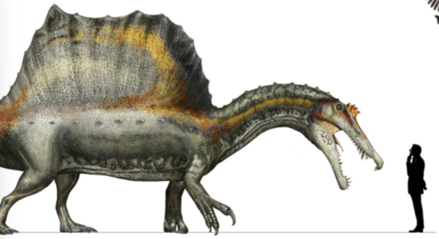 <p>a theropod dinosaur</p>