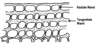 Welches Kollenchym ist das?