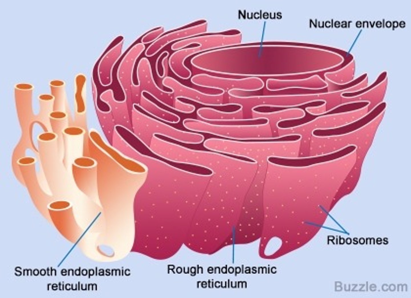 <p>Proteins are made on the endoplasmic reticulum's ribosomes. They are collected inside the endoplasmic reticulum and transported throughout the cell. Transports and modifies organelles, highway for cell.</p>