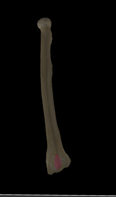 <p>Knobbeltje op het einde van de sterkst uitgesproken kam die in het verlengde ligt van de margo posterior.</p>