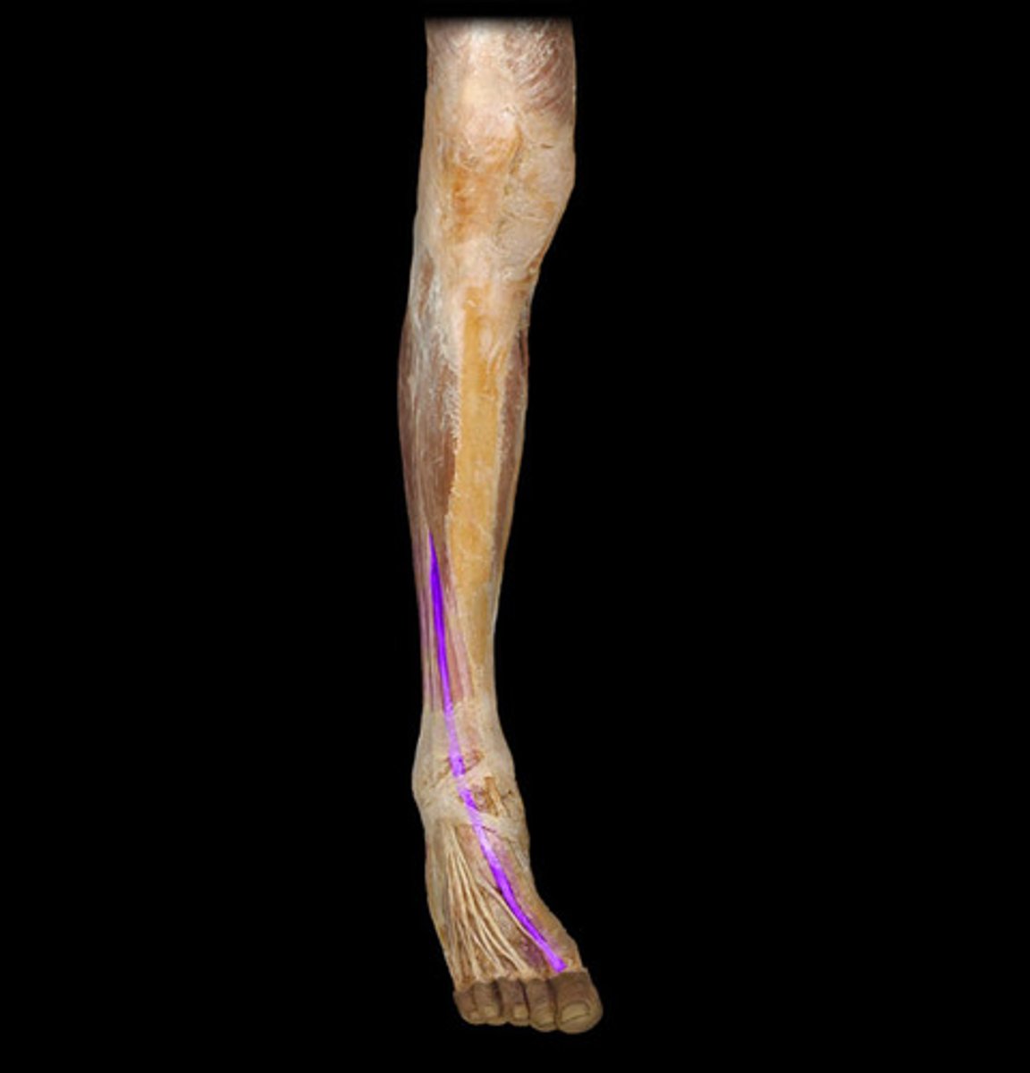 <p>Origin: Anterior fibula and interosseous membrane</p><p>Insertion: Dorsal aspect of distal phalanx of great toe</p>
