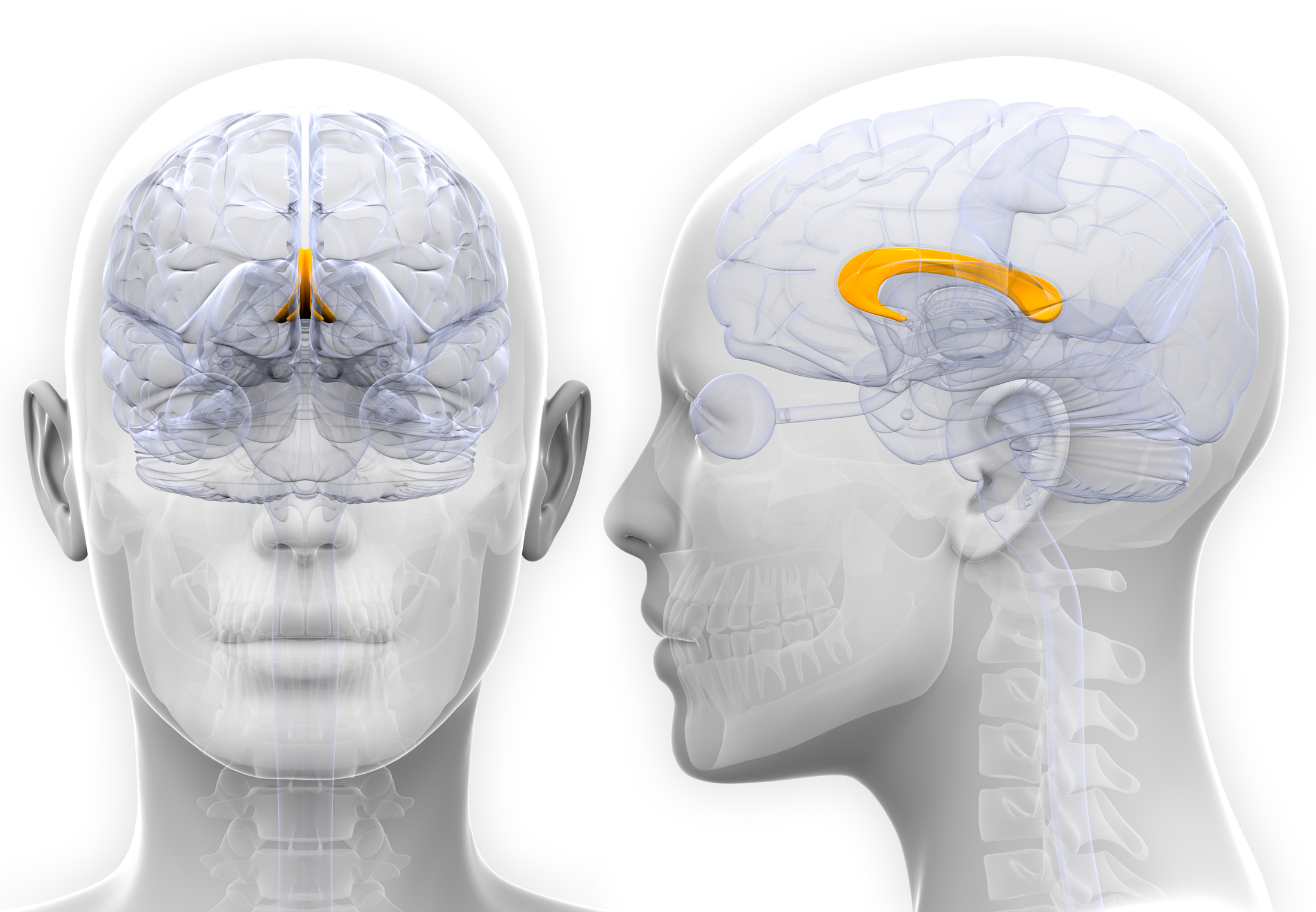 <p>mellan <strong>höger och vänster hjärnhalva</strong></p>