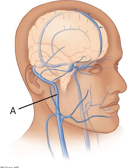 <p><span>The vein indicated in this figure of the head is the Blank______ vein.</span></p>