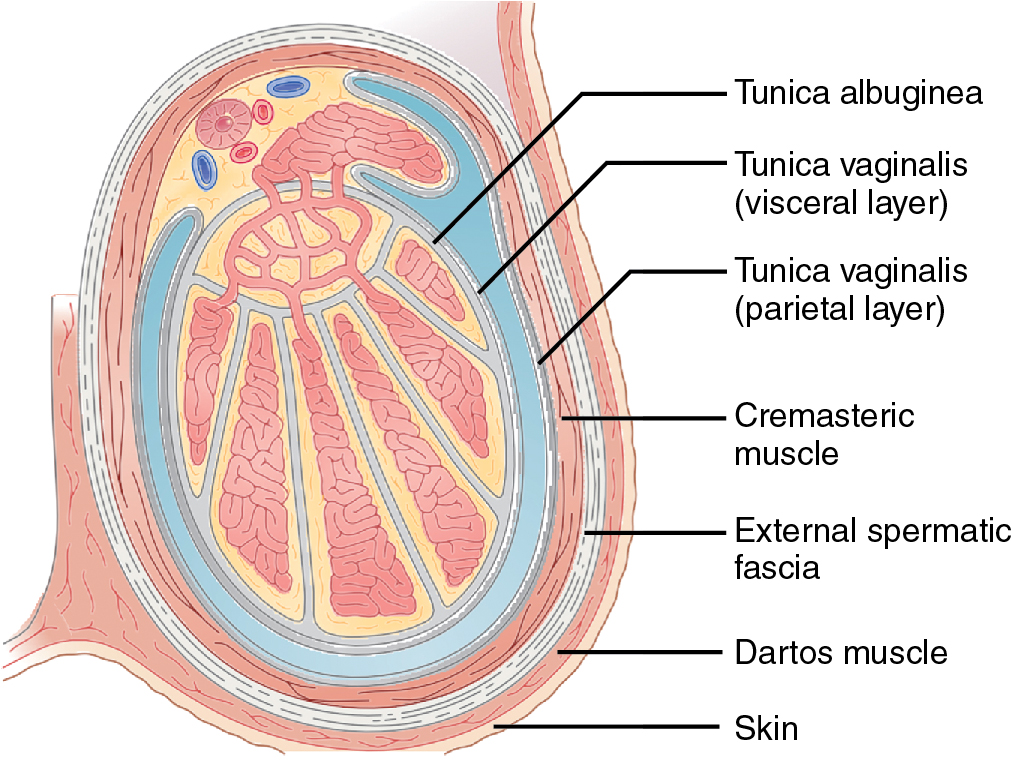 la ________ es una capa de tejido conectivo de los testiculos

\- proyecta hacia el interior y forma tabiques (lobulillos)

\- lobulillo tiene tubulos seminiferos