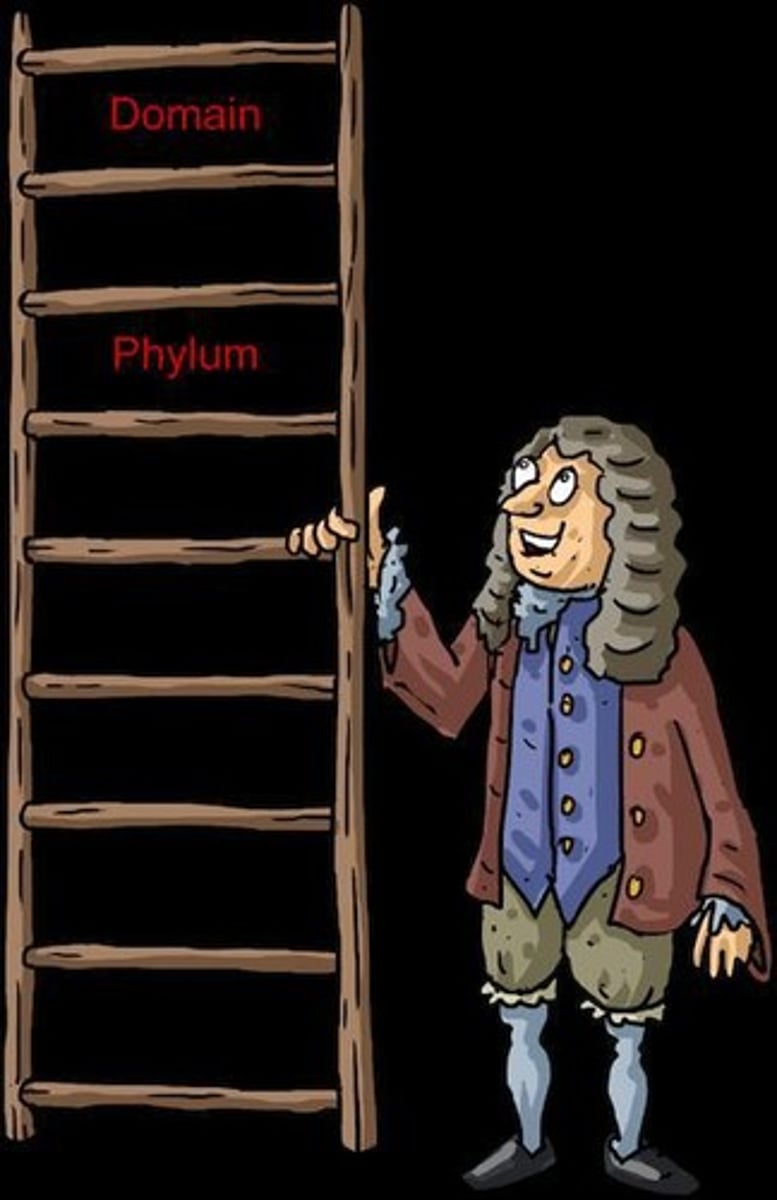 <p>Published by Carolus Linnaeus, it proposed the Linnaean taxonomy</p>