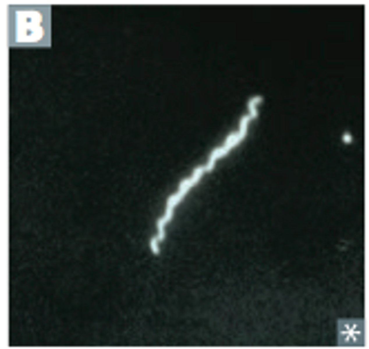 <p>Aids in identification of Treponema pallidum</p>