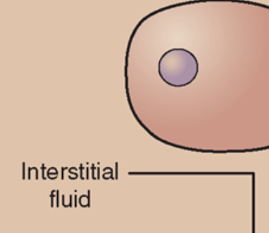 <ul><li><p>Interstitial Fluid</p><ul><li><p>fluid around the cell (within tissue)</p></li></ul></li></ul>