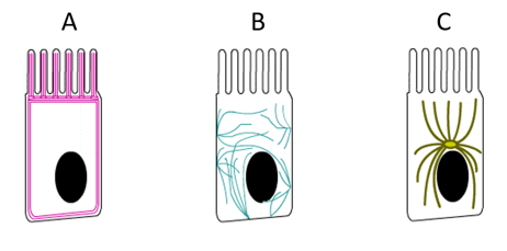 <p>Welk type cytoskelet is te zien in tekening B?</p>