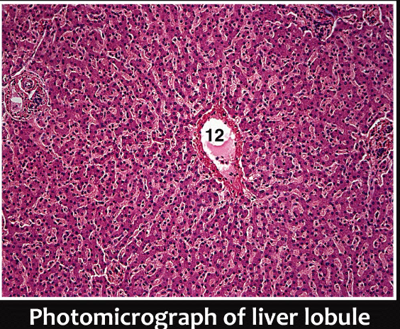 <p>Liver Lobule Components:</p>