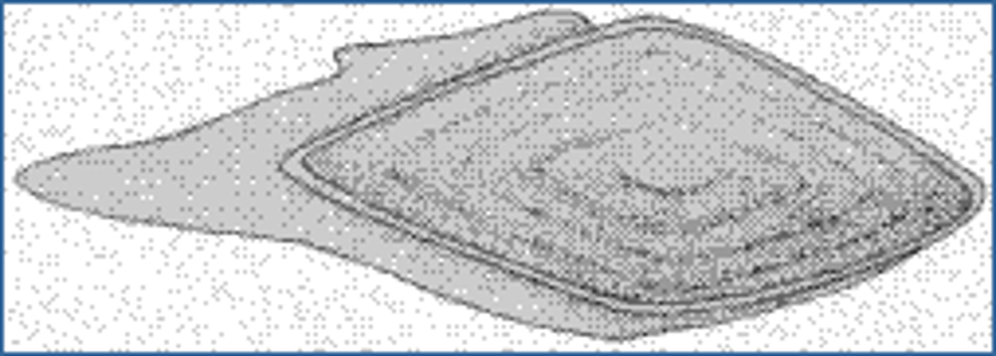 <p>diamond shaped scales</p><p>-found in bichirs, bowfin, gars</p><p>-modified cosmoid scale</p><p>-Ganoine covering scales (enamel like)</p><p>-armor like plates (heavy)</p>