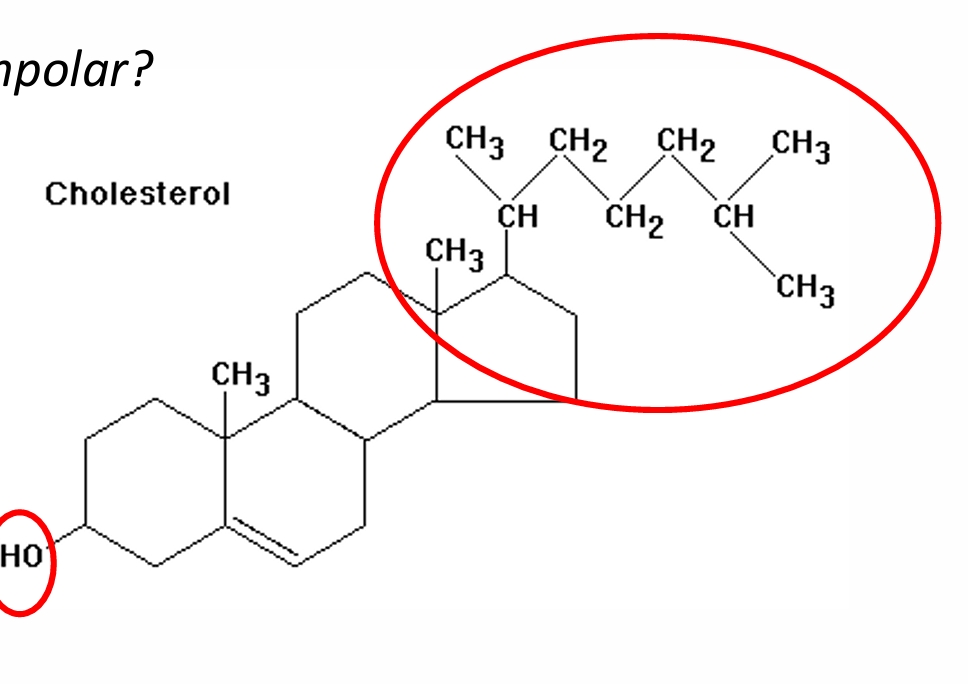 <p>is cholesterol more polar or nonpolar</p>
