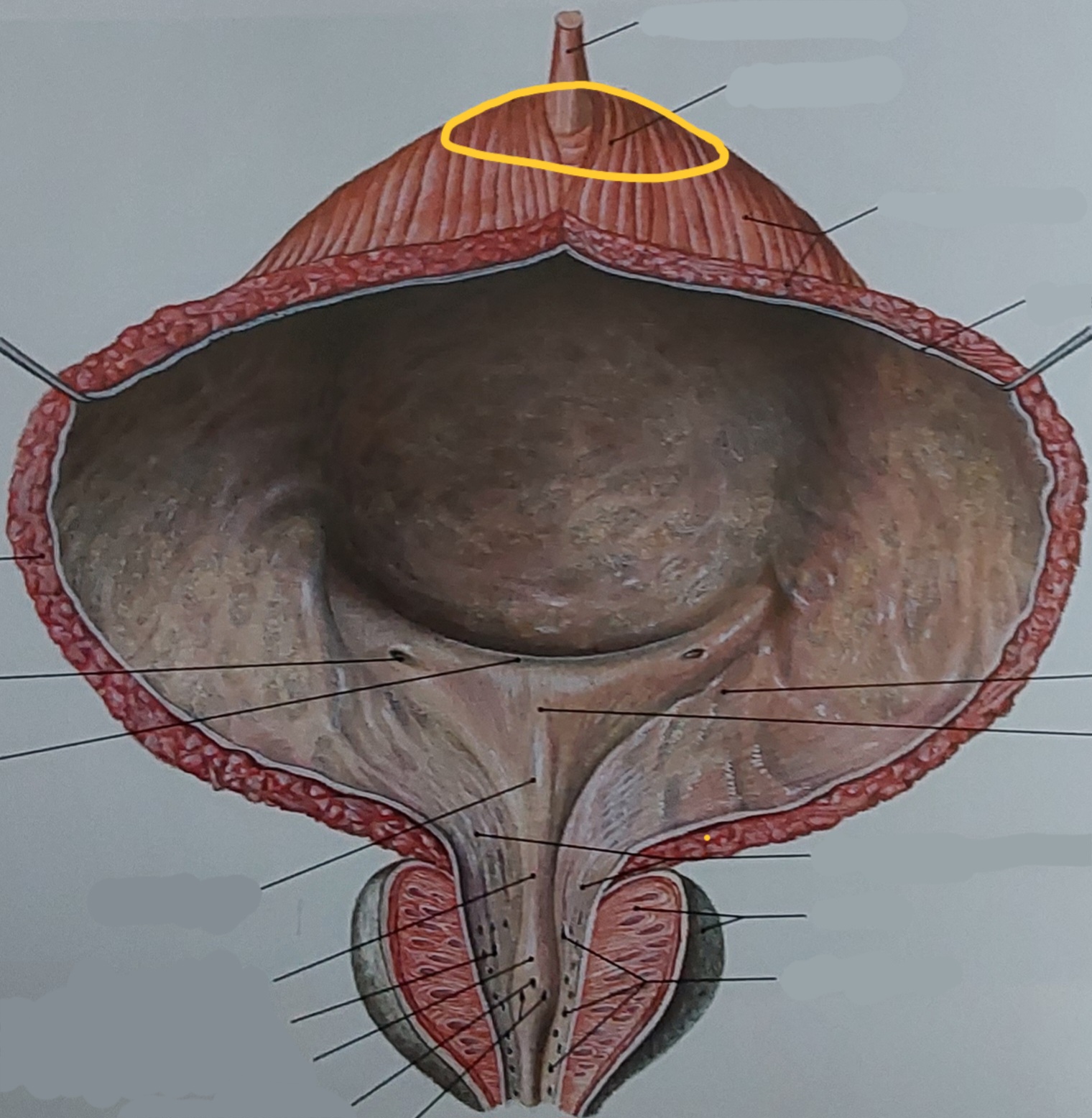 term image