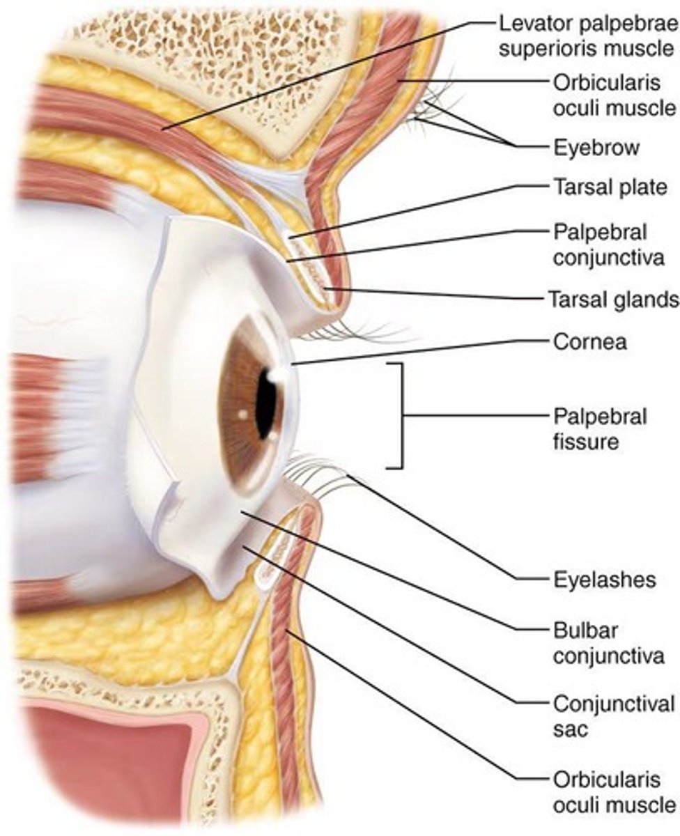 <p>The white part of the eye that protects the eyeball and serves as an anchoring site for extrinsic eye muscles.</p>