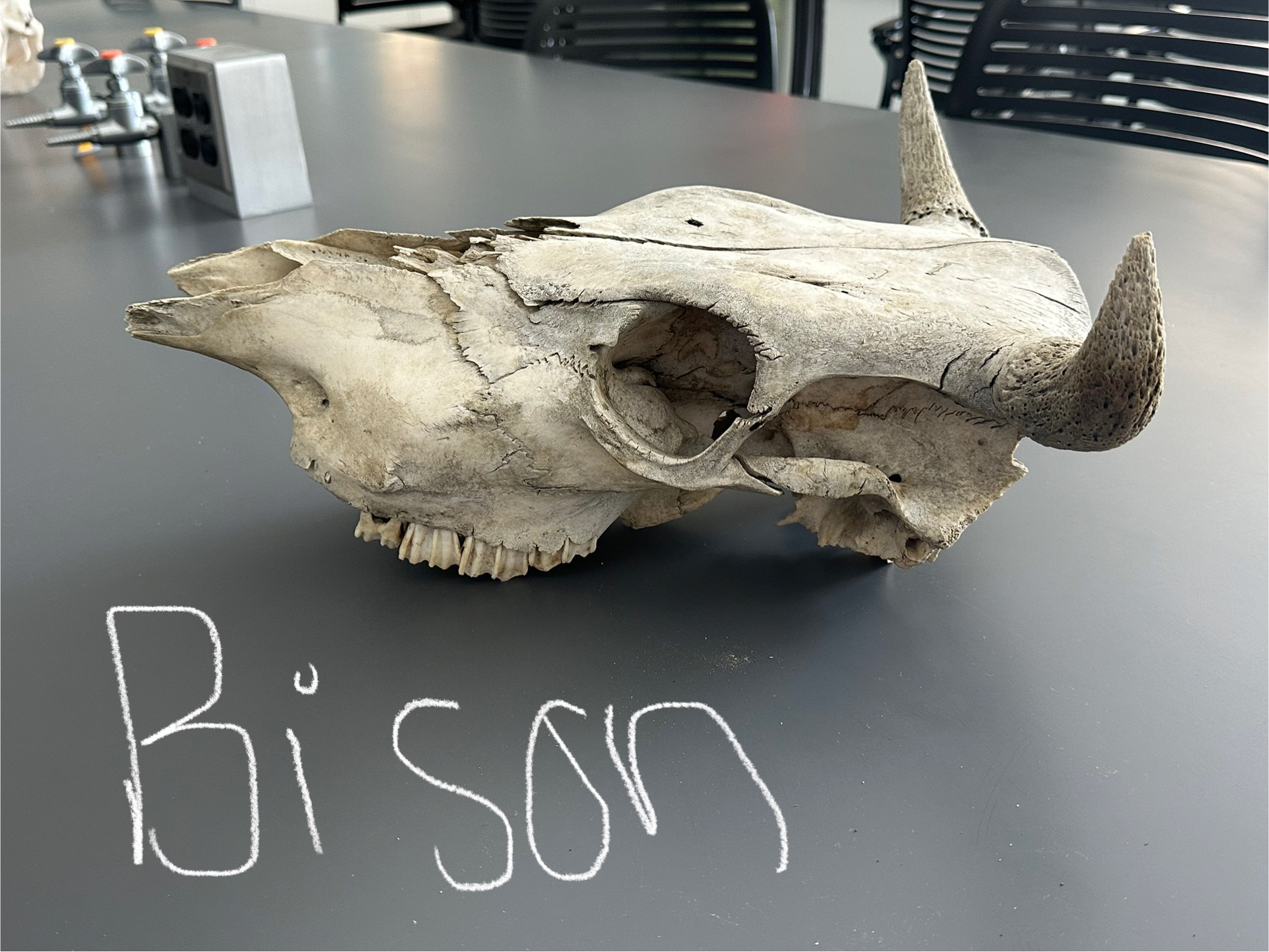 <p>What animal skull is this? </p>