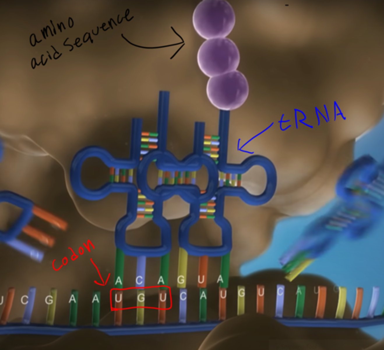 <p>1. The mRNA is read three bases at a time in groups called codons, which code for a specific amino acid. </p><p>(ex: UGU codes for cysteine)</p><p>2. tRNA brings different amino acids depending on the codon it fits with, creating an amino acid sequence (primary structure of protein)</p><p>3. These amino acids are joined together through dehydration synthesis (remember from unit 1?)</p>