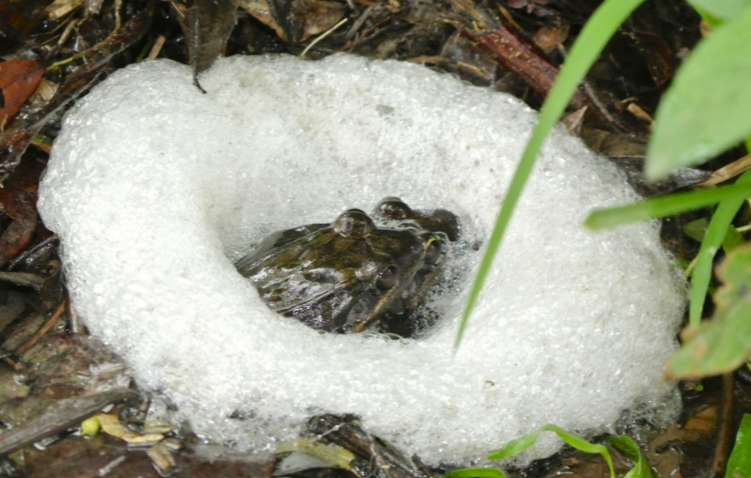 <p><strong><u>Distribution:</u></strong></p><ul><li><p>Central and South America</p></li></ul><p><br><strong><u>Traits:</u></strong></p><ul><li><p>small</p></li><li><p>many are foam nesters</p></li></ul><p></p><p><strong><u>Larval Type:</u></strong></p><p>IV</p>