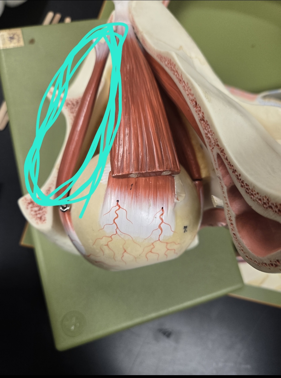 <p>Extrinsic eye muscles &amp; associated cranial nerve</p>