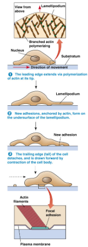 <ol><li><p>actin polymerisation drives protrusions of lamellopodia</p><p></p></li><li><p>new attachment sites form at the front of the cell</p></li><li><p>acto-myosin contraction pulls the rest of the cell forward</p></li><li><p>focal adhesions at the rear detach</p></li></ol><p></p>