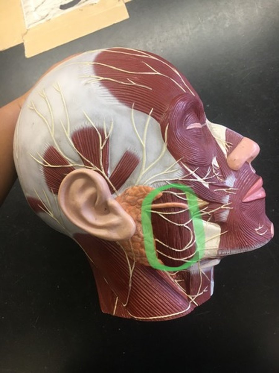 <p>(Superficial side) helps chew, vertical striations under buccinator.</p><p>Origin: Zygomatic Arch</p><p>Insertion: Ramus of the Mandible</p>