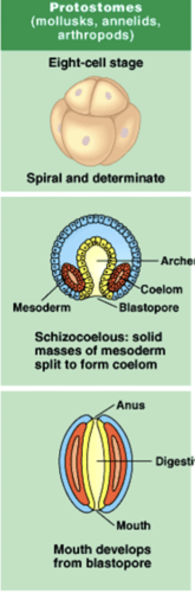 <p>an organism that has mouth development before anus development</p>