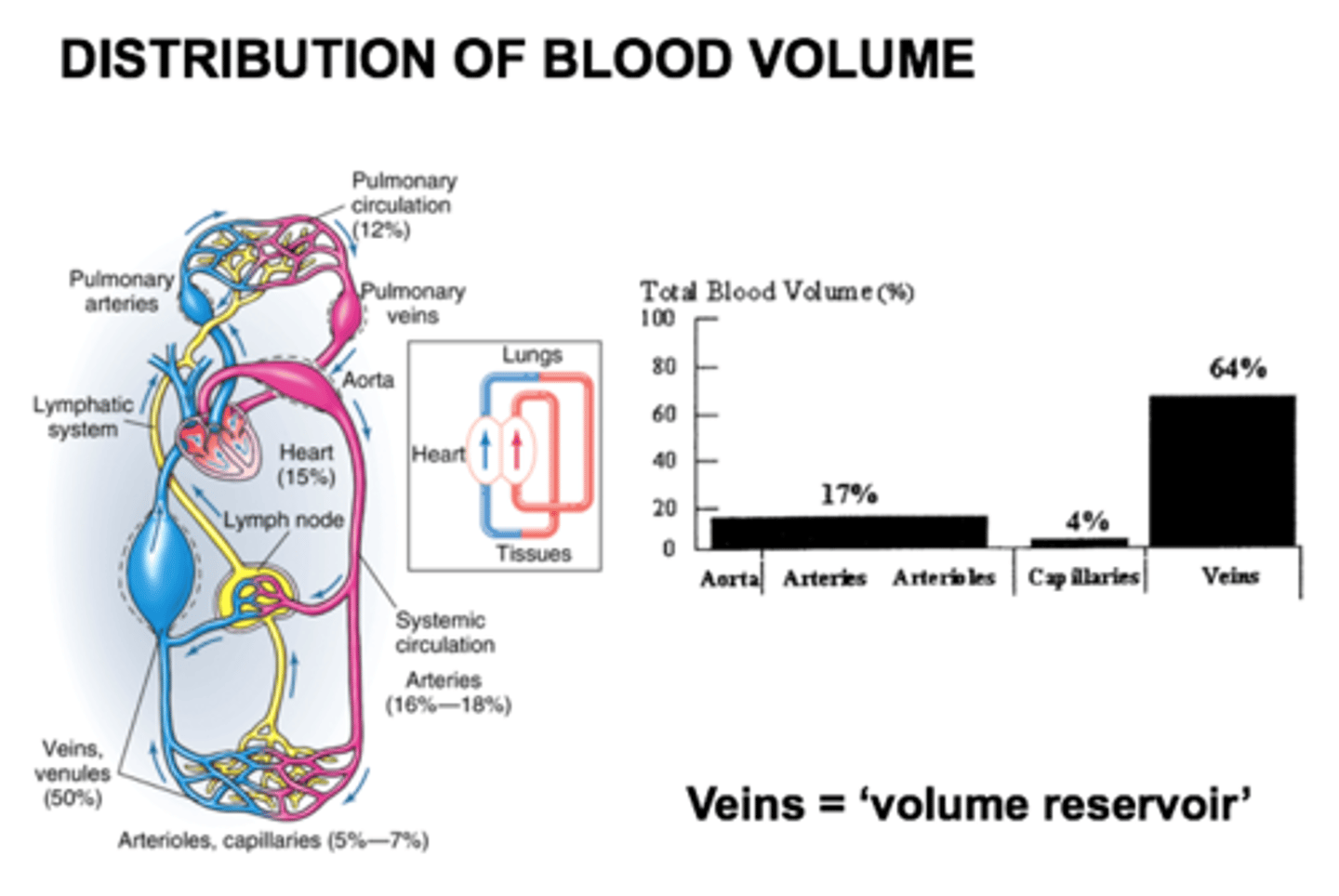 <p>Veins serve as blood reservoirs because they are able to stretch and hold onto a larger percentage of blood volume</p>