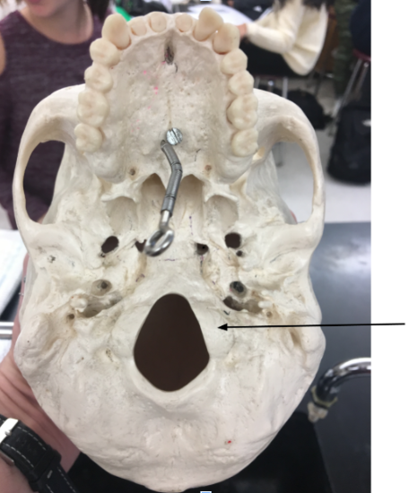 knowt flashcard image