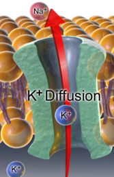 <p>Potassium (K+) Diffusion:</p>