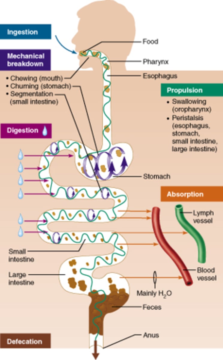 <p>The physical process of breaking down food into smaller pieces.</p>