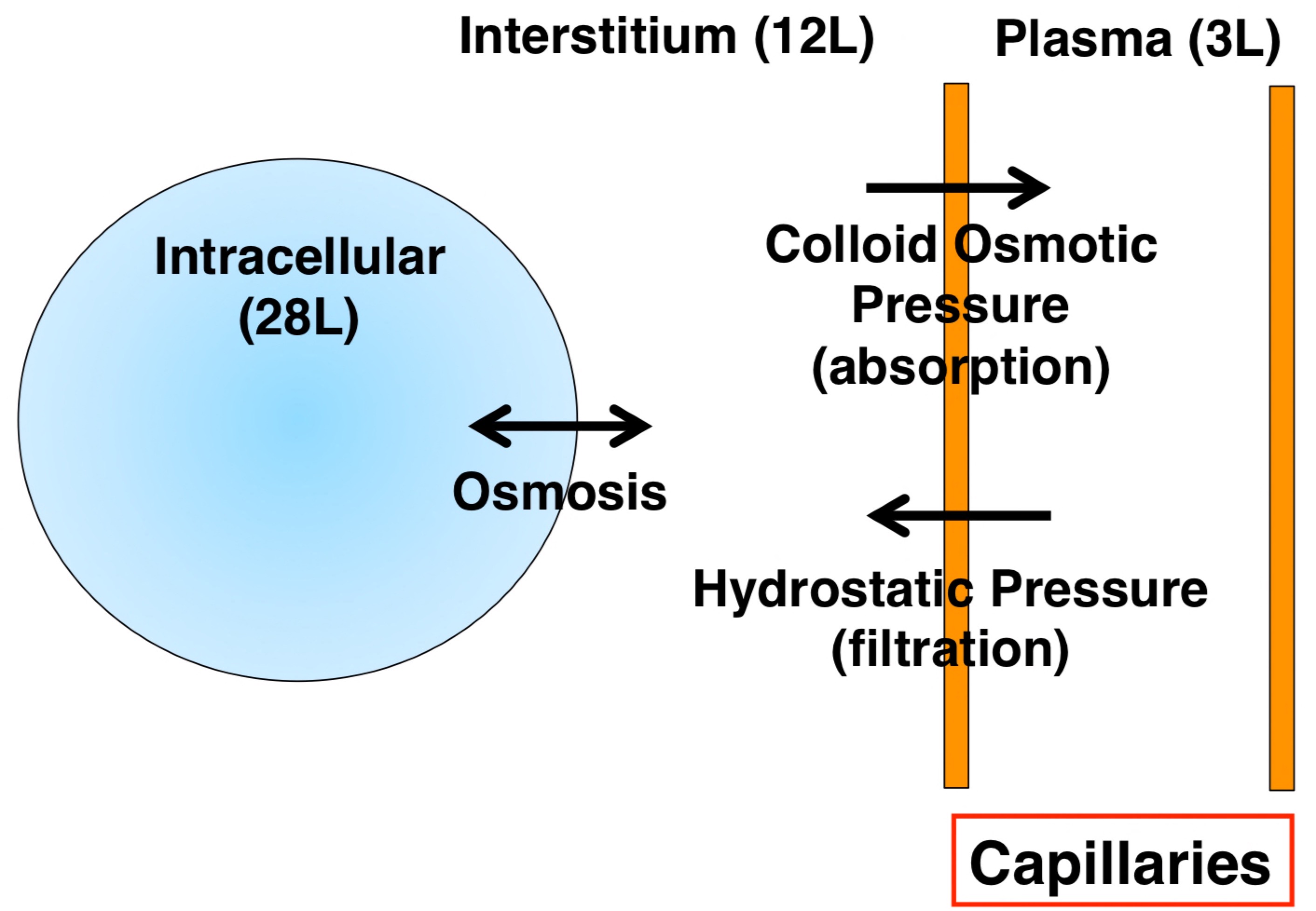<p>3 Forces regulate how liquid move between the compartments</p><ol><li><p>Osmosis</p></li><li><p>Colloid Osmotic Pressure</p></li><li><p>Hydrostatic Pressure</p></li></ol>