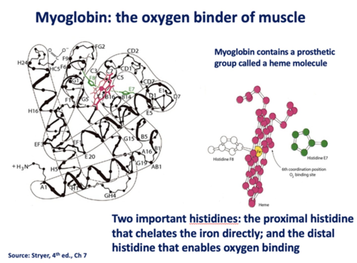 <p>myoglobin</p>