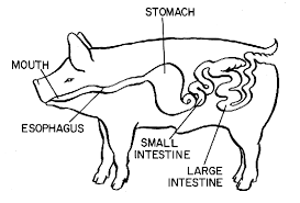 total GIT, stomach, small intestine, and large

intestine