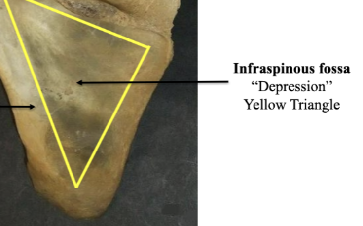 <p>Infraspinous Fossa</p>