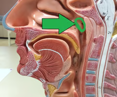 <p>lymphoid tissue near the eustacian tube openings</p>