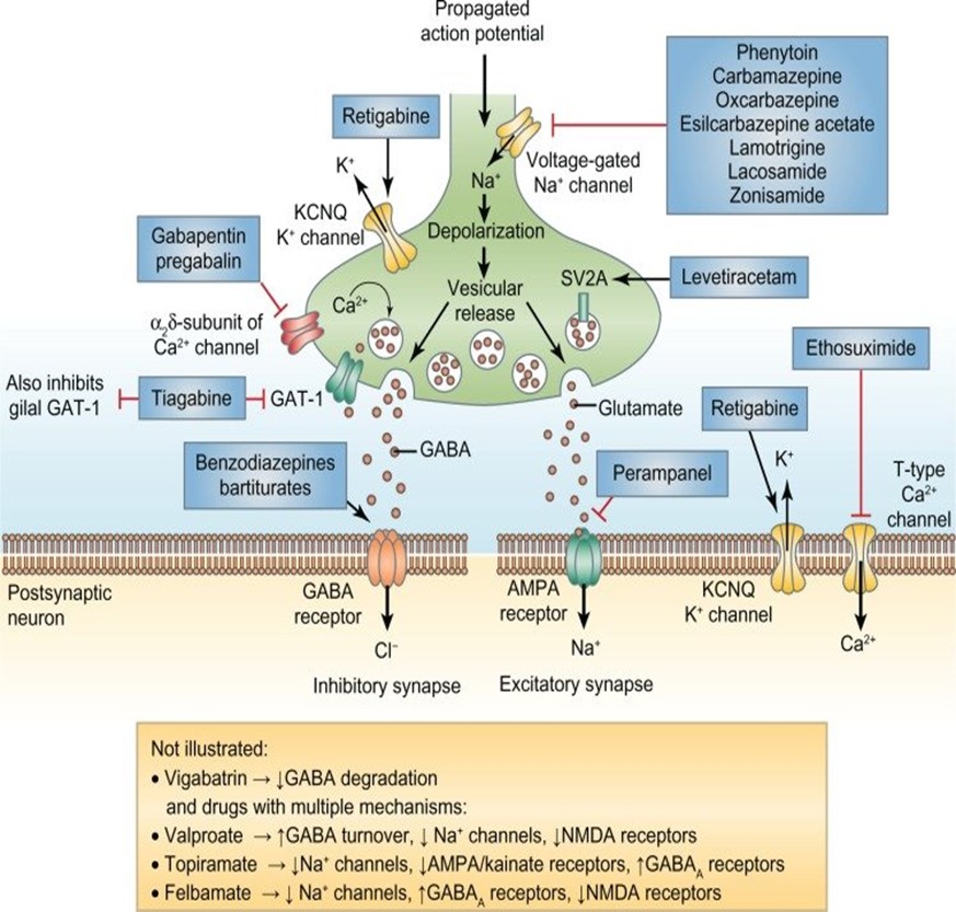 <p><span>·</span><span style="font-size: 7pt; font-family: &quot;Times New Roman&quot;">&nbsp;&nbsp;&nbsp;&nbsp;&nbsp;&nbsp;&nbsp;&nbsp; </span>Sodium channel blockers: inhibiting firing of action potentials<br>- sodium valproate<br>- carbamazepine<br>- oxy carbamazepine<br>- lamotrigine (selective)</p><p class="MsoListParagraphCxSpMiddle"><span>·</span><span style="font-size: 7pt; font-family: &quot;Times New Roman&quot;">&nbsp;&nbsp;&nbsp;&nbsp;&nbsp;&nbsp;&nbsp;&nbsp; </span>Calcium channel inhibitors: L and T type both prevent sodium channel firing which prevents action potentials<br>- gabapentin/ pregabalin<br>- ethosuximide</p><p class="MsoListParagraphCxSpLast"><span>·</span><span style="font-size: 7pt; font-family: &quot;Times New Roman&quot;">&nbsp;&nbsp;&nbsp;&nbsp;&nbsp;&nbsp;&nbsp;&nbsp; </span>Enhancers/ inducers of GABA pathway<br>- clonazepam<br>- phenobarbitone</p><p><span style="font-family: Calibri, sans-serif">Inhibitors of the release of neurotransmitters<br>- levetiracetam<br>- phenytoin</span></p>