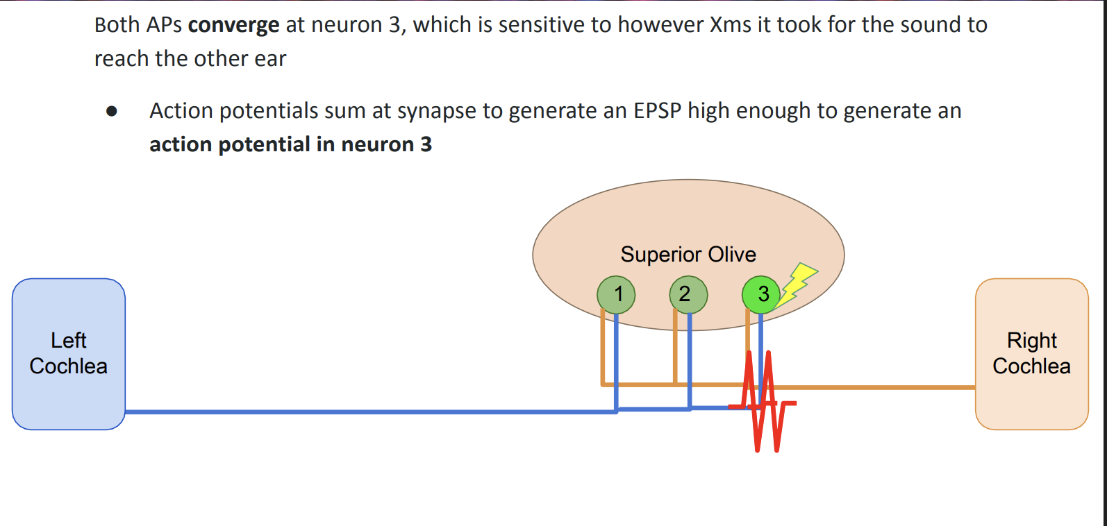 <p>sound comes from left side → reaches left cochlea first → creates AP in left auditory nerve → cont down left auditory nerve → X ms later, sound reaches right cochlea → right cochlea generates AP down right auditory nerve ——→ both AP converge at neuron 3 (sensitive to amt of Xms it took for sound to reach other ear)</p><ul><li><p>AP sum at synapse to generate an EPSP high enough to generate an AP in neuron 3 </p></li></ul><p></p>