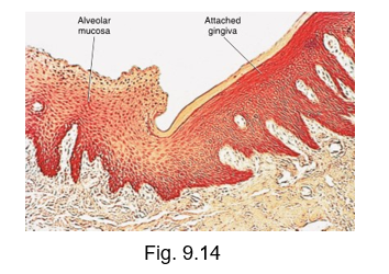 <ul><li><p>epithelium is extremely thin nonkeratinized epithelium that overlies but does no obscure</p></li><li><p>an extensive vascular supply in the lamina propria making mucosa redder than the labial or buccal mucosa</p></li><li><p>connective papillae are sometimes absent and numerous elastic fibers are present in the lamina propria allowing mobility</p></li><li><p>minor salivary glands in submucosa</p></li></ul><p></p>